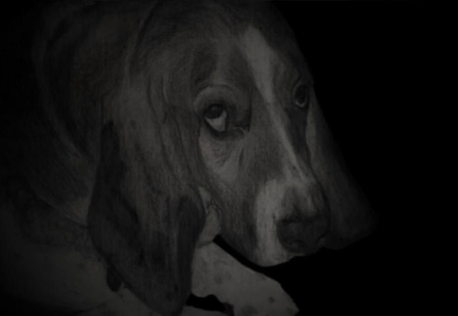 10x8 pencil rendering of Fred, one of my family's dogs 