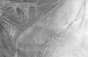 palmtree_base_original_2